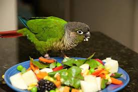 Green Cheek Conure Facts Diet Mutation Lifespan Care As