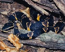 Image result for Agrostis taylorii