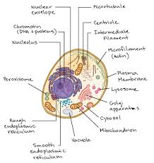 Khan Academy Eukaryotic Cell Cell Parts Cell Parts And Functions