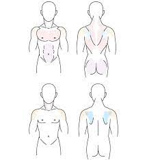 Muscles of the human body. Human Anatomy Fundamentals Muscles And Other Body Mass