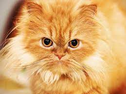 ryzhie koty foto solnechnye simvoly schastya tepla i materialnogo blagopoluchiya persidskie koshki kot ryzhij kot