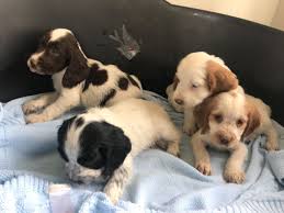 Check spelling or type a new query. Puppies And Dogs For Adoption And Rehoming Near Me Home Facebook