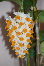 Image result for Rhipidoglossum densiflorum