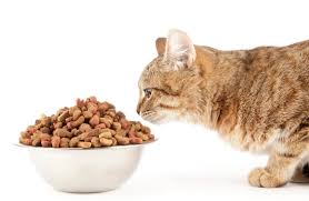 Pourquoi Mon Chat Ne Mange Pas Causes Et Solutions