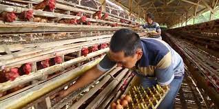 Ternak ayam kampung pemula semi intensif cara & panduan lengkap. 6 Cara Beternak Ayam Kampung Dengan Modal Kecil Cocok Untuk Pemula Merdeka Com