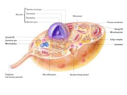 Animal cells are types of cells that are specifically found in animals. Cell Structure And Function Ppt Video Online Download