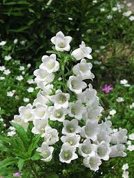 Finding Neverland Flower Seeds Flower Catalogs White Flowers