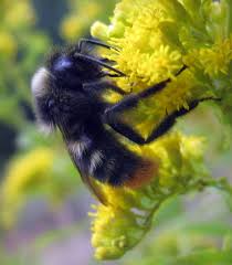 Image result for Bombus rupestris