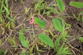 Image result for Indigofera drepanocarpa