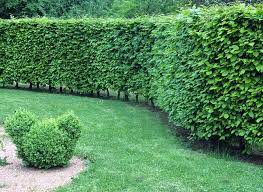 Ecran de verdure rouleau 1.5mx3m. Comment Tailler Les Haies Pour Creer Un Ecran De Verdure