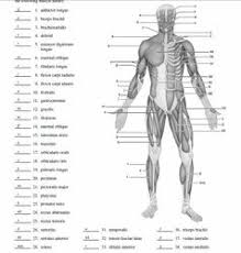 Blank Diagrams Muscle Diagram Anatomy And Physiology Quiz Anatomy Coloring Book