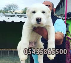 Satilik Alabay Coban Kopegi Bursa Kopek Ciftligi Http Www Heavendog Net Satilik Alabay Coban Kopegi Html Kopek Coban Kopegi