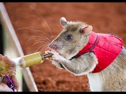 That means if you take a picture of a cat, google doesn't know that it is a cat. Support Apopo S Rats In Their Life Saving Missions Globalgiving