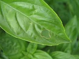 Check spelling or type a new query. Basil Plant Leaves How To Fix Holes In Basil Leaves Dummer Garden Manage Gfinger Is The Best Garden Manage App