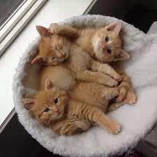 A tabby cat's personality makes them a fascinating addition to any household. What Type Of Personality Do Ginger Tabby Cats Have Quora