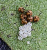 Milkweed Tussock Moth Eggs And Larvae Euchaetes Egle Milkweed Moth Larvae