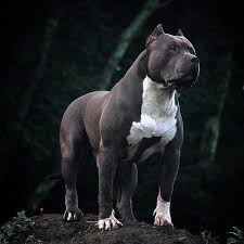 comment eduquer son chien en seulement 15 minutes par jour supprimer les mauvaises habitudes de votre chien edu scary dogs pitbull terrier bully breeds dogs