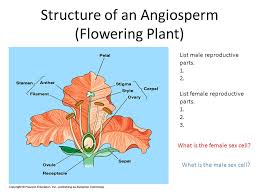 Flowers are more than pretty things, they are responsible for the reproduction of plants and are absolutely essential. Angiosperm And Gymnosperm Structure Of An Angiosperm Flowering Plant List Male Reproductive Parts List Female Reproductive Parts What Ppt Download