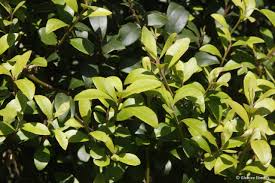 Image result for Myrsine africana