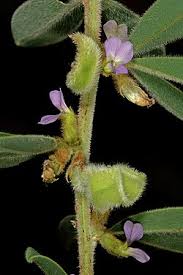 Image result for Ptycholobium