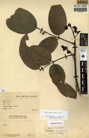 Image result for Trichoscypha lucens