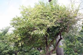 Image result for Oncoba