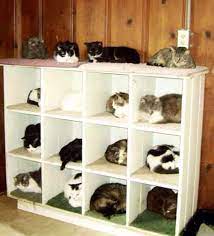 Cat House Idea For Multiple Cats Crazy Cats Funny Cat Memes Ikea Cat