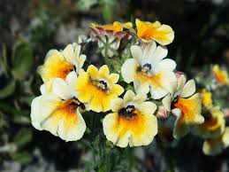 Image result for Nemesia lilacina