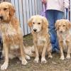 Welcome to lavender farm golden retrievers we are located in elk, wa which is just north of spokane, wa and to the east of deer park, wa. 1