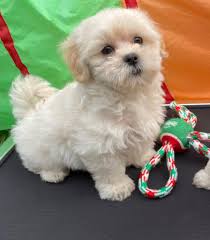 Malshi puppies silver paw kennels. Mal Shi Maltese Shihtzu Hybrid Puppies For Sale In Ocala Florida Micheline S Pups