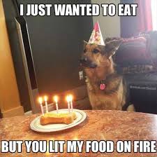 Send happy birthday wishes funny grumpy candle band video. The 25 Dog Birthday Wishes That You Need To Add Humor To Your Birthdays