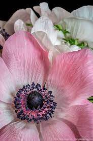 2019 03 Studio Poppy Anemone 3668 Pretty Flowers Pictures Beautiful Flowers Pictures Anemone