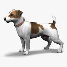 jack l terrier fur 3d model dogs terrier jack russell terrier