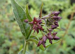 Image result for Vincetoxicum