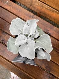 Image result for Senecio greenwayi