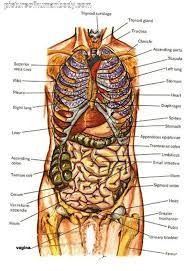 The rib cage surrounds the lungs and the heart, serving as an important means of bony protection for these vital organs. Human Anatomy Abdominal Organs Abdominal Diagram With Ribs Anatomy Human Body Human Body Diagram Human Body Anatomy Human Body Organs