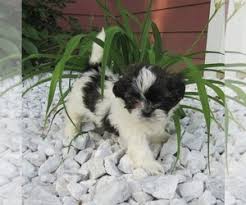Small breeder of shichon, shihpoo. Puppyfinder Com Shih Tzu Puppies Puppies For Sale Near Me In Iowa Usa Page 1 Displays 10