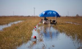 We did not find results for: In Louisiana Farmers Use Rice Fields As Crayfish Ponds The New York Times