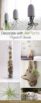 What Are Air Plants And The Best Places To Buy Them Ohmeohmy Blog Air Plants Plants House Plants