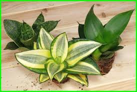 Agar lebih jelas simak penjelasan mengenai jenis tanaman hias yang bisa memberikan manfaat bagi kalian semua. Tanaman Lidah Mertua Sansevieria Informasi Dan Jenisnya Ekor9 Com Ekor9 Com