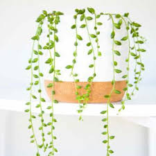 Image result for Senecio propior