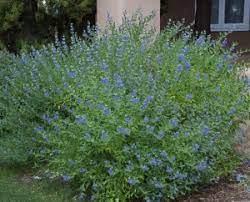 The shrub grows 2 to 4 feet tall and about 2 to 4 feet wide, and it can be pruned fairly simply. April Blue Mist Spirea Caryopteris X Clandonensis And Its Cultivars Santa Fe Botanical Garden