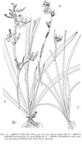 Image result for Aristea abyssinica