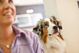 Mars: ein Hund kommt selten allein