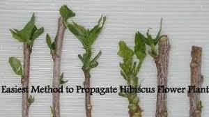 We did not find results for: Easiest Method To Propagate Hibiscus Flower Plant Youtube