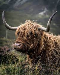 schotse hooglanders op canvas en meer werk aan de muur highland cow art cow art cow pictures