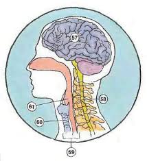 The average temperature if a normal human body is. Internal Organs Diagram Online Dictionary For Kids