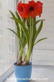 How To Grow And Care For Amaryllis Amaryllis Flowers Amaryllis Care Bulb Flowers