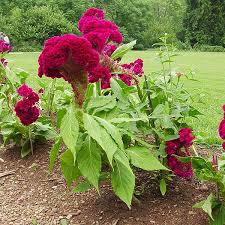 Cockscomb Seeds Celosia Argentea Var Cristata Flower Seeds Plants Annual Flowers