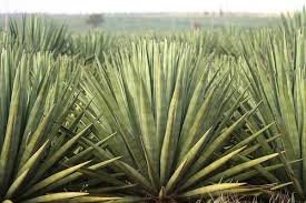 Image result for Agave sisalana